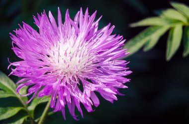 Mor çiçekler peygamber çiçeği büyümeye açık havada alanını yazın