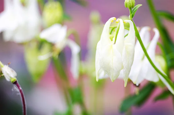 Buenas Flores Columbina Alta Primavera Crecimiento Aire Libre — Foto de Stock