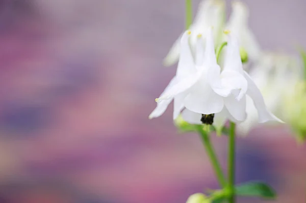 Dobré Vysoké Columbine Květiny Jarní Venkovní Pěstování — Stock fotografie