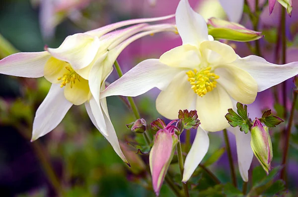 Gute Hohe Akelei Blumen Frühling Freien Wachsen — Stockfoto