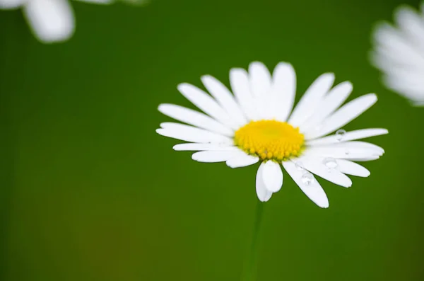 Margaritas Blancas Suaves Florecen Campo Verano Contra Cielo — Foto de Stock