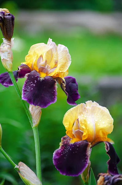 背が高く 大きな屋外や白い背景の上菖蒲を花します — ストック写真