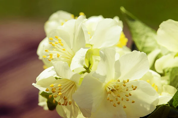 Fragrant Branch White Jasmine Fresh Air Spring — Stock Photo, Image