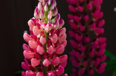 Lupine yaz aylarında temiz havada güzel kokulu çiçekler