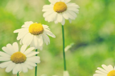 Yaz alan gökyüzüne karşı yumuşak beyaz papatya çiçek