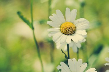 Yaz alan gökyüzüne karşı yumuşak beyaz papatya çiçek