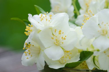 Bahar temiz havada beyaz yasemin kokulu bir dalı