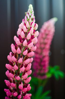 Lupine yaz aylarında temiz havada güzel kokulu çiçekler