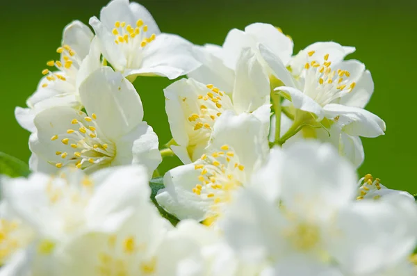 Fragrant Branch White Jasmine Fresh Air Spring — Stock Photo, Image