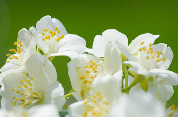 Une Branche Parfumée Jasmin Blanc Air Frais Printemps — Photo