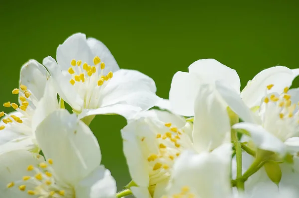Fragrant Branch White Jasmine Fresh Air Spring — Stock Photo, Image
