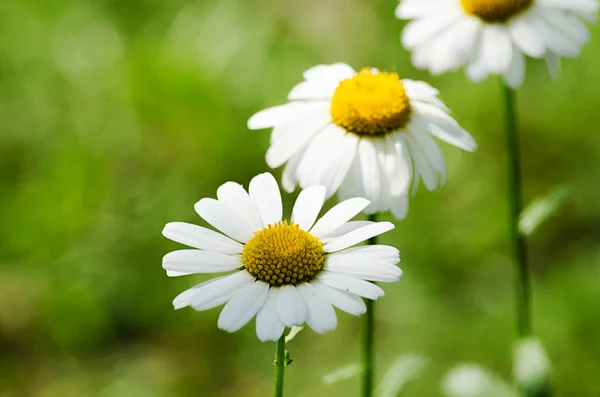 Margaritas Blancas Suaves Florecen Campo Verano Contra Cielo — Foto de Stock