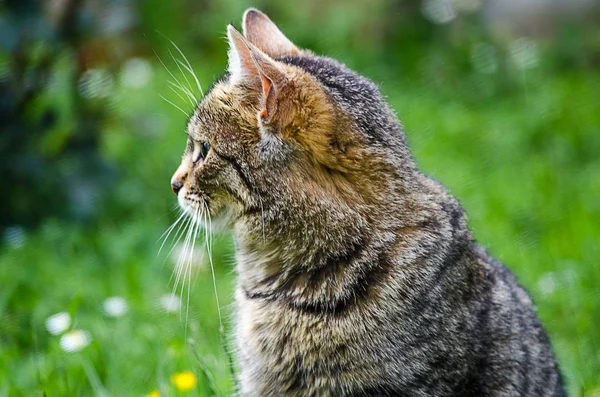 Cat Walks Fresh Air Green Grass — Stock Photo, Image