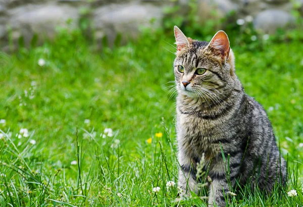 Kedi temiz havada yeşil çimenlerin üzerinde yürür.