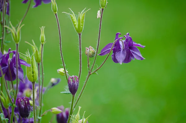 Dobré Vysoké Columbine Květiny Jarní Venkovní Pěstování — Stock fotografie