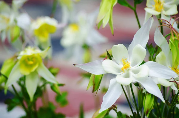 Magas Columbine Virágok Tavaszi Szabadföldi — Stock Fotó