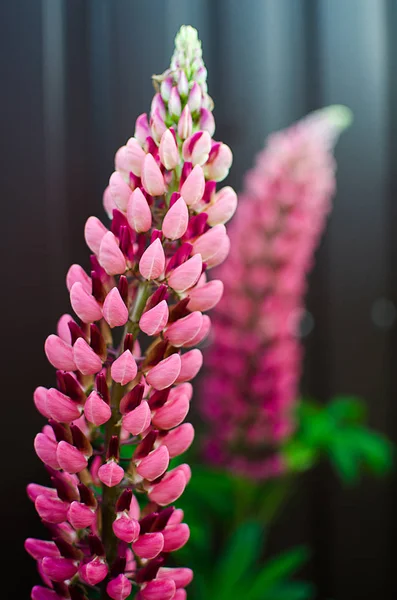 Lupine yaz aylarında temiz havada güzel kokulu çiçekler