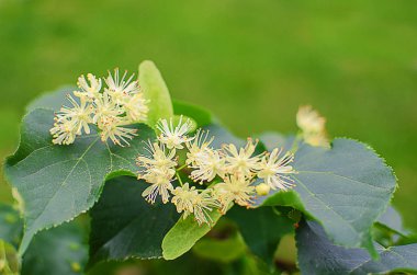sıcak çay bir tencerede kireç kireç bir dalı ile yapılan