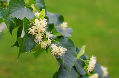 sıcak çay bir tencerede kireç kireç bir dalı ile yapılan