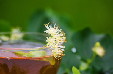 sıcak çay bir tencerede kireç kireç bir dalı ile yapılan