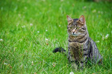 Kedi temiz havada yeşil çimenlerin üzerinde yürür.