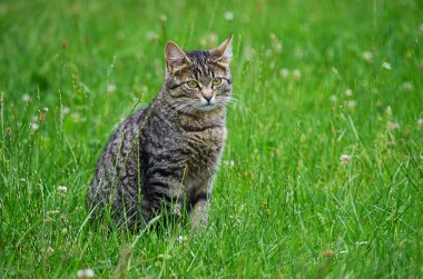 Kedi temiz havada yeşil çimenlerin üzerinde yürür.