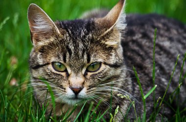 Kedi temiz havada yeşil çimenlerin üzerinde yürür.
