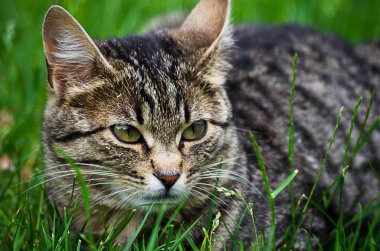 Kedi temiz havada yeşil çimenlerin üzerinde yürür.