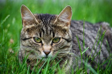 Kedi temiz havada yeşil çimenlerin üzerinde yürür.