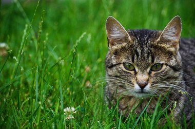 Kedi temiz havada yeşil çimenlerin üzerinde yürür.