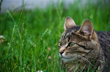 Kedi temiz havada yeşil çimenlerin üzerinde yürür.