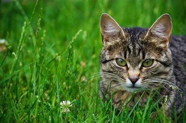 Kedi temiz havada yeşil çimenlerin üzerinde yürür.