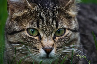 Kedi temiz havada yeşil çimenlerin üzerinde yürür.