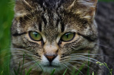 Kedi temiz havada yeşil çimenlerin üzerinde yürür.