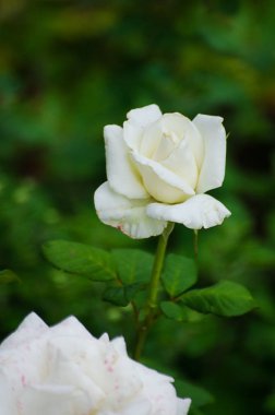 Güzel bir büyük beyaz gül yaz aylarında temiz havada bahçede büyür