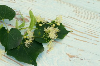 sıcak çay bir tencerede kireç kireç bir dalı ile yapılan