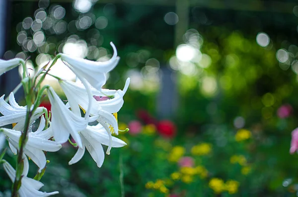 Szép Liliom Virág Nyáron Friss Levegő — Stock Fotó
