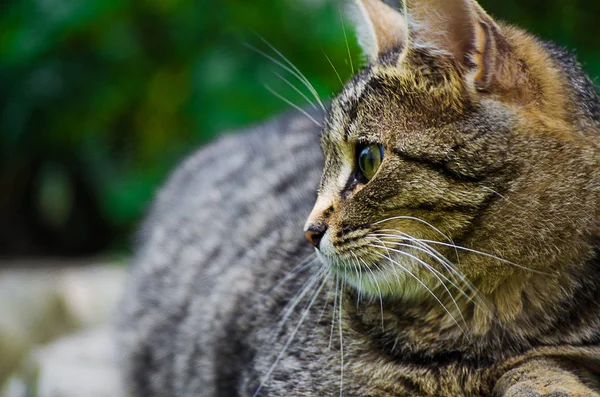 猫在绿草上的清新空气中漫步 — 图库照片