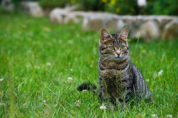 Gatto Cammina All Aria Aperta Sull Erba Verde — Foto Stock