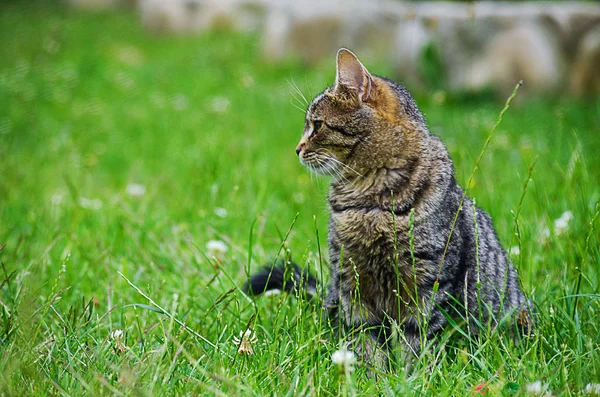 Chat Marche Dans Air Frais Sur Herbe Verte — Photo