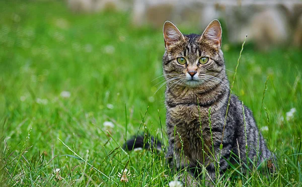 Kedi temiz havada yeşil çimenlerin üzerinde yürür.