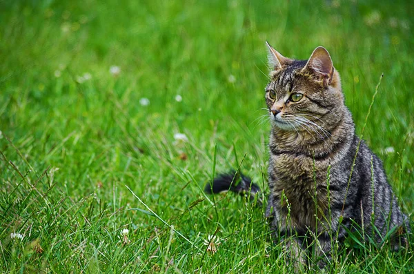 Kedi temiz havada yeşil çimenlerin üzerinde yürür.