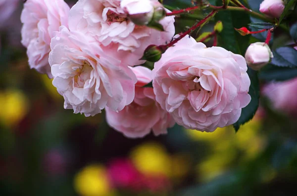 Blommar Doftande Rosa Ros Med Gröna Blom Utomhus — Stockfoto