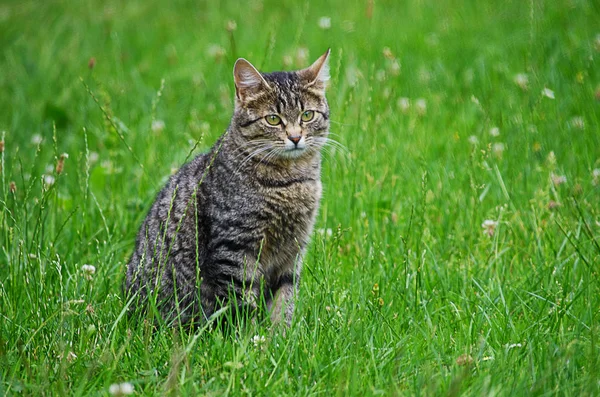 Kedi temiz havada yeşil çimenlerin üzerinde yürür.