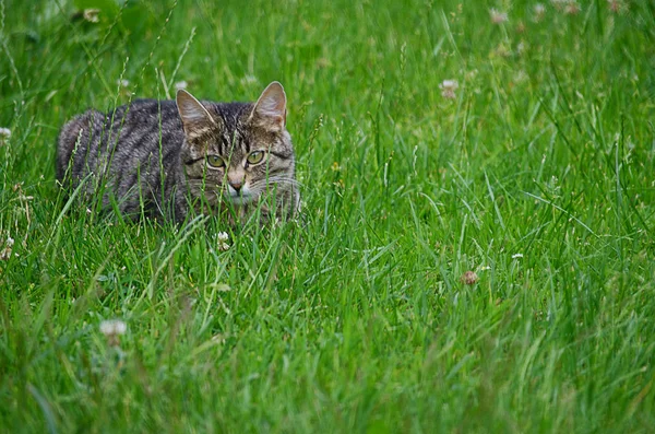 Кошка Ходит Свежем Воздухе Зеленой Траве — стоковое фото