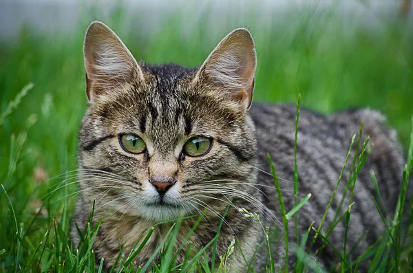 Kedi temiz havada yeşil çimenlerin üzerinde yürür.