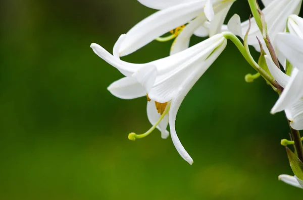 Lindas Flores Lírio Crescem Verão Livre — Fotografia de Stock