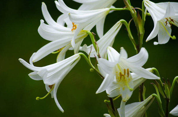 Красивые цветы лилии растут летом на свежем воздухе
