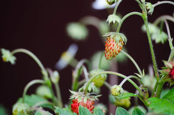 Süße Köstliche Beeren Zum Dessert Sommer — Stockfoto