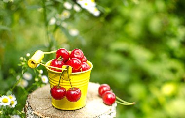 ağaçlar ve güneş bir arka plan üzerinde kırmızı Olgun Kiraz